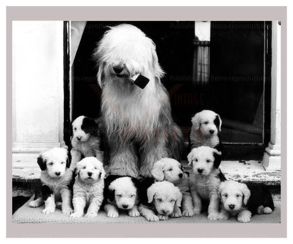 Sheep Dog and Pups - Vintage Art, canvas prints