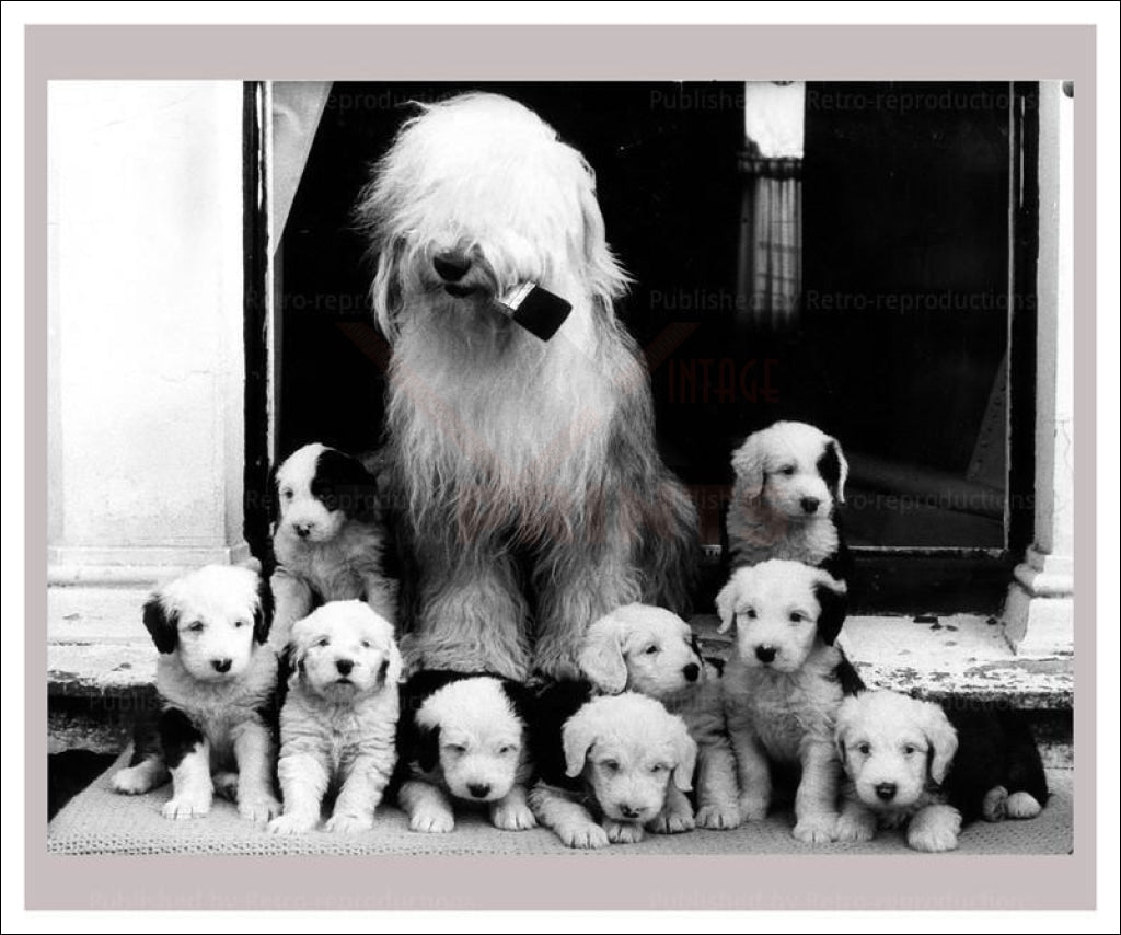 Sheep Dogs and Pups - Vintage Art, canvas prints