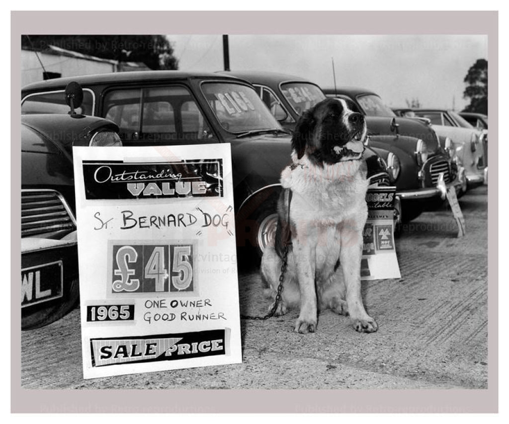 St-Bernard Dog for Sale, B&W vintage photography reproduction - Vintage Art, canvas prints