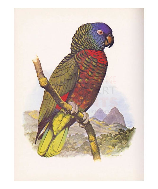 St. Lucia Amazon no. 556 - Vintage Art, canvas prints