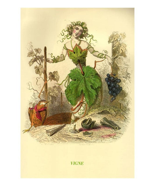 Vigne, animated flowers, vintage art print reproduction - Vintage Art, canvas prints