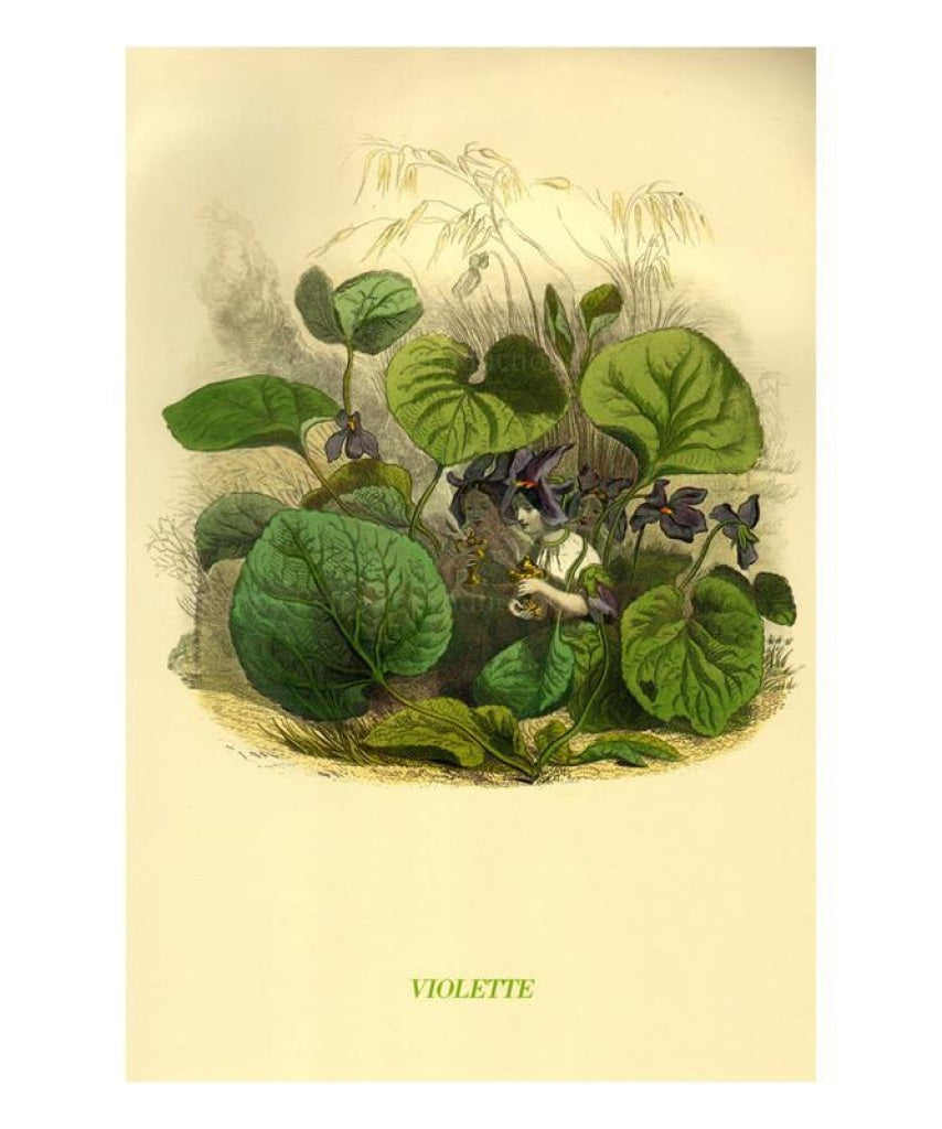 Violette, animated flowers, vintage art print reproduction - Vintage Art, canvas prints
