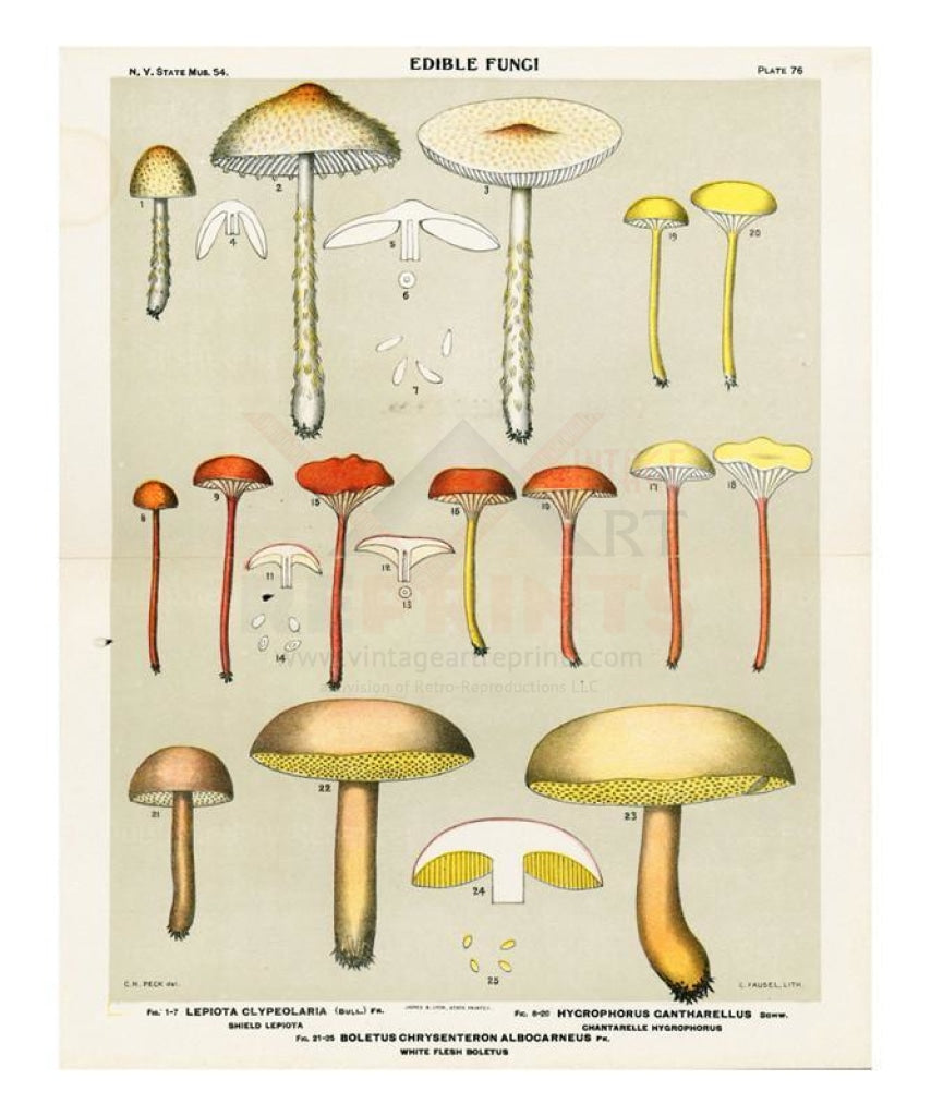 White Flesh Boletus - Vintage Art, canvas prints