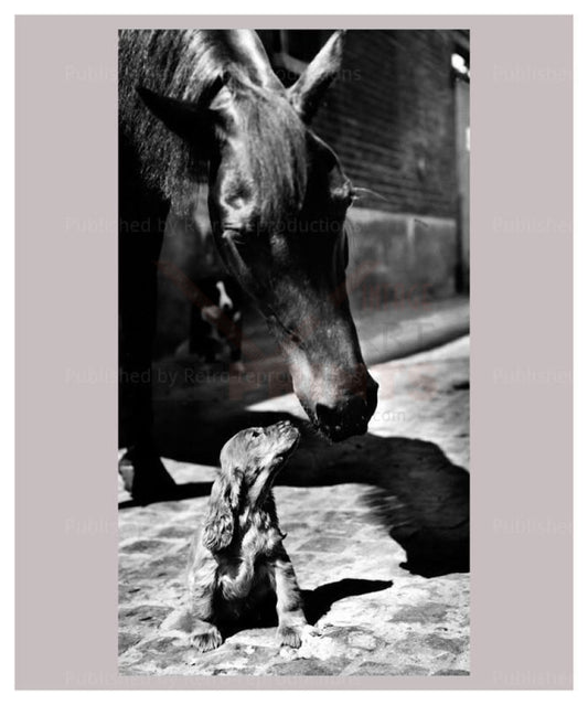 Who you Looking at, Pup looking at a horse, vintage photography - Vintage Art, canvas prints