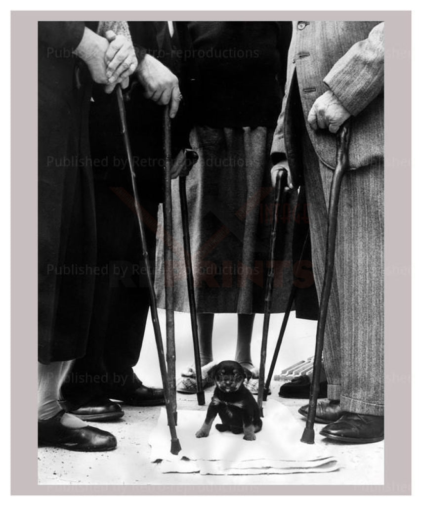 Wobbly Willie, puppy dog, vintage art photo print reproduction - Vintage Art, canvas prints